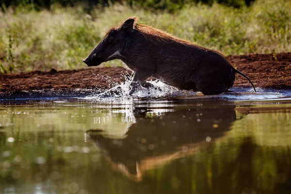Common Warthog Running Out Water Kruger National Park South Africa — Stock Photo, Image