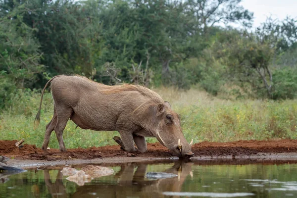 在南非克鲁格国家公园的水坑中饮水的普通疣人 苏伊迪的非洲锥虫科特有种 — 图库照片