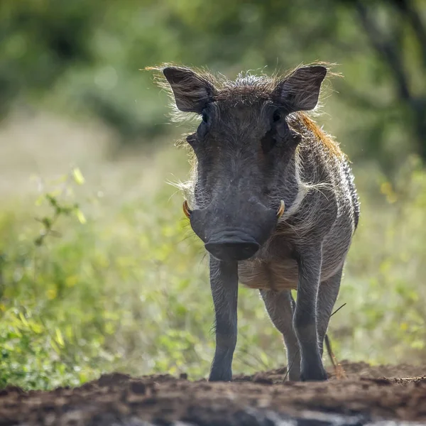 Widok Przodu Guźca Podświetleniu Parku Narodowym Kruger Republika Południowej Afryki — Zdjęcie stockowe