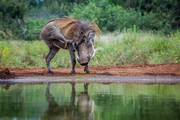 stock image Common warthog grooming with oxpecker on head in Kruger National park, South Africa ; Specie Phacochoerus africanus family of Suidae