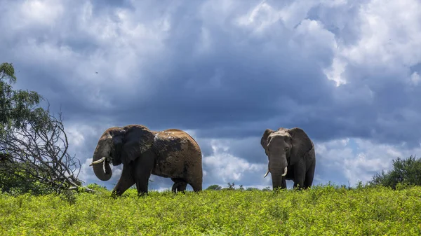 stock image Two African bush elephant in yellow flowers meadow in Kruger National park, South Africa ; Specie Loxodonta africana family of Elephantidae