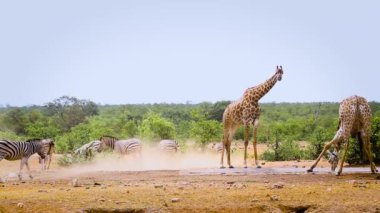 Güney Afrika 'daki Kruger Ulusal Parkı' ndaki su birikintisinde içen iki zürafa ve zebra; Giraffidae ailesinden Tür Giraffa camelopardalis.
