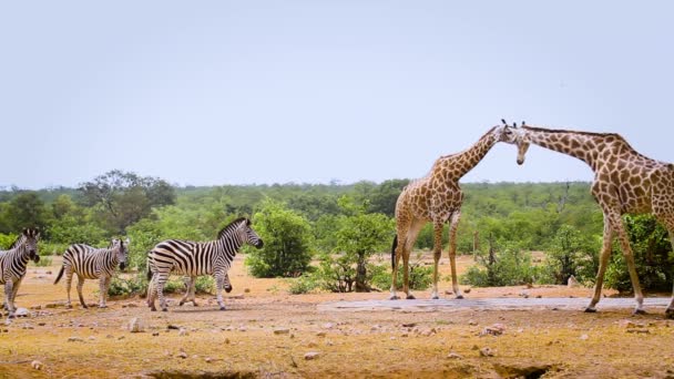 Два Жирафа Простые Зебры Пьющие Водопое Национальном Парке Крюгер Южная — стоковое видео