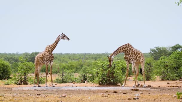 Dos Jirafas Bebiendo Pozo Agua Parque Nacional Kruger Sudáfrica Especie — Vídeos de Stock