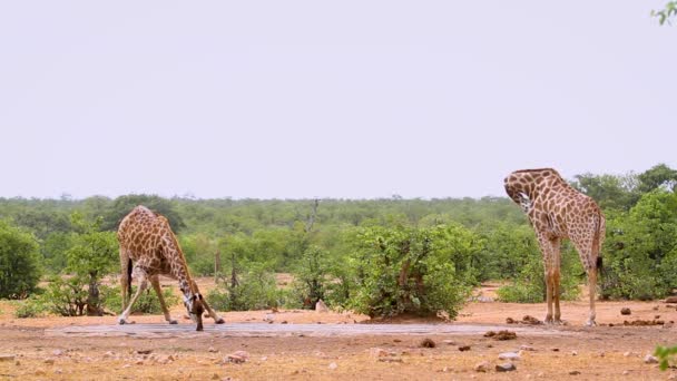 Two Giraffes Drinking Waterhole Kruger National Park South Africa Specie — Αρχείο Βίντεο