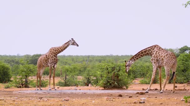 Two Giraffes Drinking Waterhole Kruger National Park South Africa Specie — Wideo stockowe