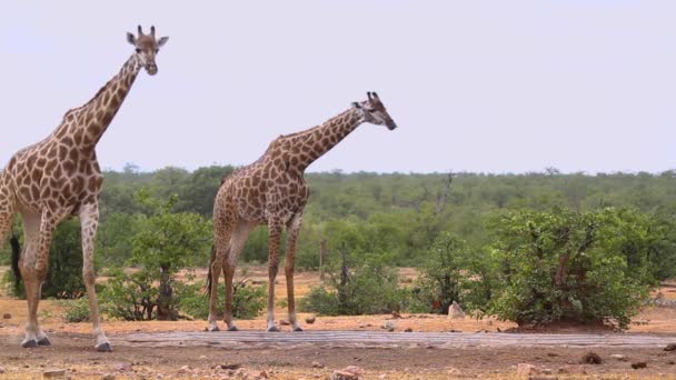 Two Giraffes Drinking Waterhole Kruger National Park South Africa Specie — ストック動画