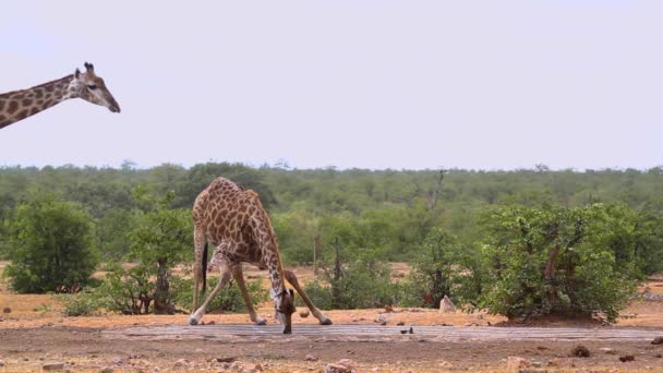 Dos Jirafas Bebiendo Pozo Agua Parque Nacional Kruger Sudáfrica Especie — Vídeos de Stock