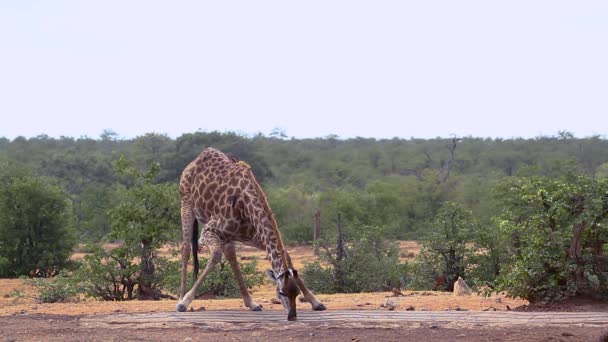 Καμηλοπάρδαλη Πίνει Στην Waterhole Στο Εθνικό Πάρκο Κρούγκερ Νότια Αφρική — Αρχείο Βίντεο