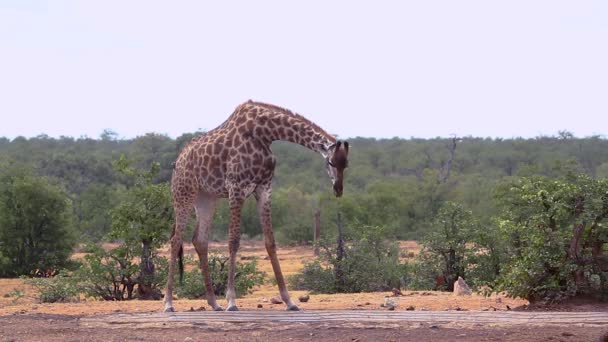 Giraffa Che Beve Pozza Acqua Nel Parco Nazionale Kruger Sud — Video Stock