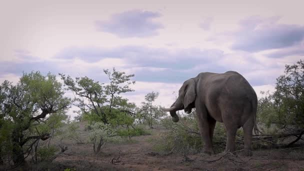 Afrikaanse Struik Olifant Eten Bush Bij Bewolkt Weer Kruger National — Stockvideo
