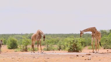 Güney Afrika 'daki Kruger Ulusal Parkı' ndaki su birikintisinde içen iki zürafa ve zebra; Giraffidae ailesinden Tür Giraffa camelopardalis.