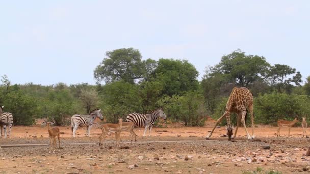南非克鲁格国家公园的长颈鹿和普通斑马在水坑中饮水 长颈鹿科物种 — 图库视频影像