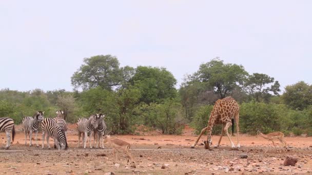 Giraffa Impalas Pianura Zebre Bere Pozza Acqua Nel Parco Nazionale — Video Stock