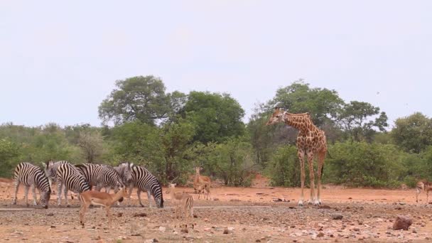 Giraff Impalas Och Vanliga Zebror Dricker Vattenhål Kruger National Park — Stockvideo