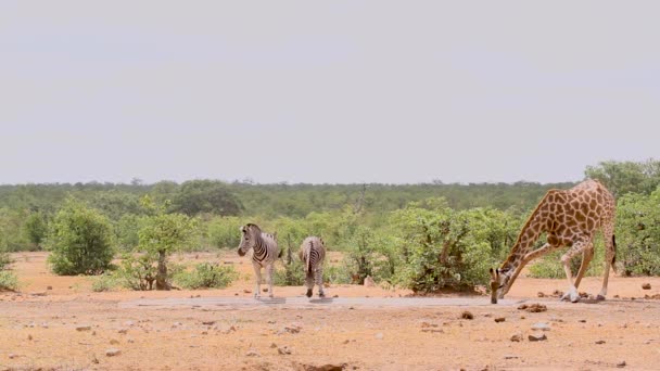 南アフリカのクルーガー国立公園の水飲み場で飲む2頭のキリンとプレーンシマウマ キリン科のジラファCamelopardalisファミリー — ストック動画