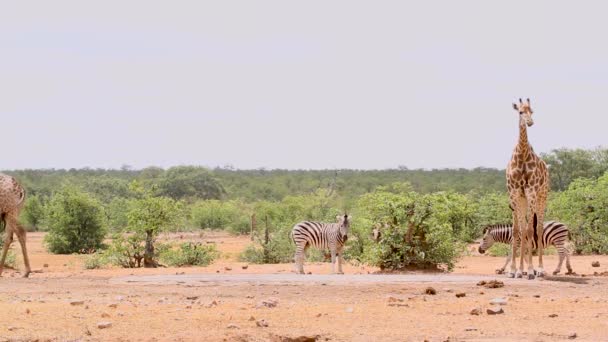 Zwei Giraffen Und Einfache Zebras Trinken Einem Wasserloch Kruger Nationalpark — Stockvideo