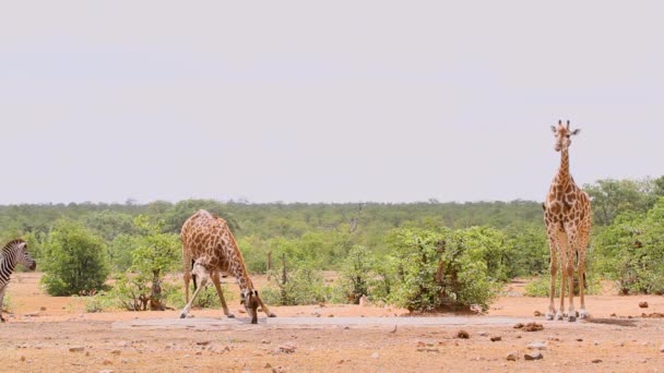 南アフリカのクルーガー国立公園の水飲み場で飲む2頭のキリンとプレーンシマウマ キリン科のジラファCamelopardalisファミリー — ストック動画