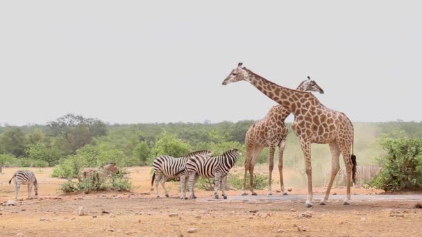南非克鲁格国家公园的两只长颈鹿和普通斑马在水坑中饮水 长颈鹿科物种 — 图库视频影像