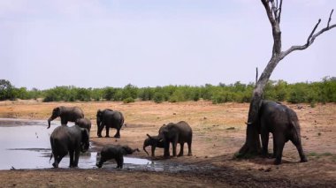 Güney Afrika 'daki Kruger Ulusal Parkı' nda çamura bulanmış Afrika çalı filleri grubu; Fil giller familyasından Specie Loxodonta africana ailesi