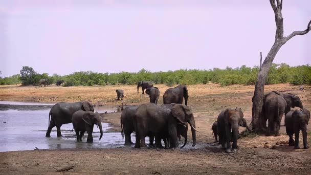 Grupo Elefantes Arbustos Africanos Acicalándose Con Barro Parque Nacional Kruger — Vídeo de stock