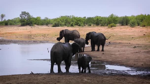 南アフリカのクルーガー国立公園で泥で覆われたアフリカのブッシュ象のグループグルーミング — ストック動画