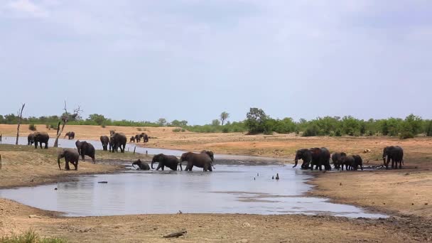 Stado Słoni Afrykańskich Przekraczające Jezioro Parku Narodowym Kruger Republika Południowej — Wideo stockowe