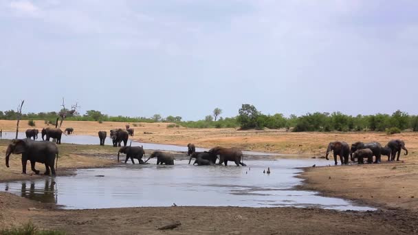 Stado Słoni Afrykańskich Przekraczające Jezioro Parku Narodowym Kruger Republika Południowej — Wideo stockowe