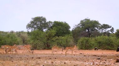 Güney Afrika 'daki Kruger Ulusal Parkı' ndaki su birikintisinde Afrika bufalosu ve impalas; Bovidae 'deki Specie Syncerus caffer ailesi
