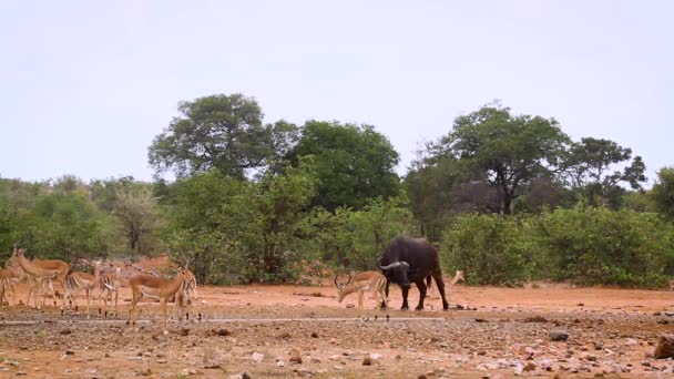 Африканские Буйволы Слизи Водяной Дыре Национальном Парке Крюгер Южная Африка — стоковое видео