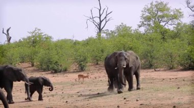 Kruger Milli Parkı'nda savaşan iki Afrika çalı filleri, Güney Afrika; Specie Loxodonta africana elephantidae familyası
