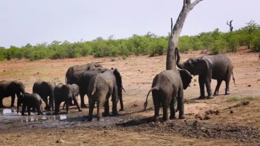 Güney Afrika 'daki Kruger Ulusal Parkı' nda göl kenarında Afrika çalı fili ailesi; Fil giller familyasından Specie Loxodonta africana