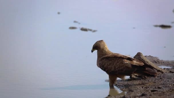 Wahlberg Eagle Drinking Water Lake Kruger National Park África Sul — Vídeo de Stock