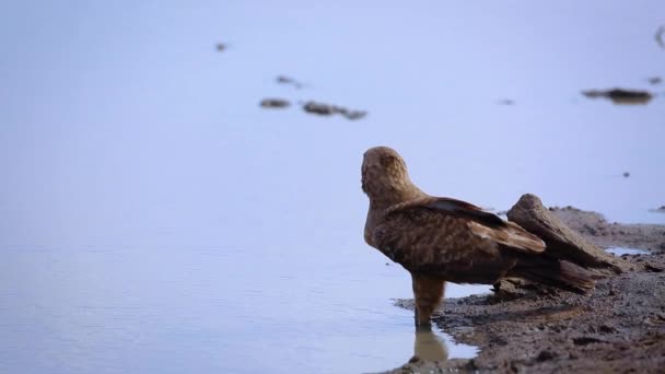 Wahlberg Eagle Drinking Water Lake Kruger National Park Sudáfrica Specie — Vídeo de stock