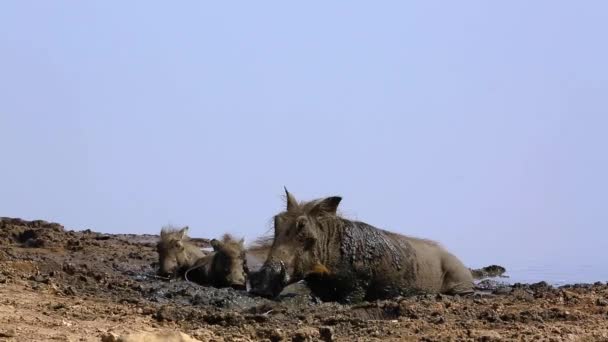 Κοινή Warthog Οικογένεια Λάσπης Κολύμβησης Kruger Εθνικό Πάρκο Νότια Αφρική — Αρχείο Βίντεο