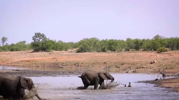 南アフリカのクルーガー国立公園で水を渡っているアフリカのブッシュゾウの群れ — ストック動画