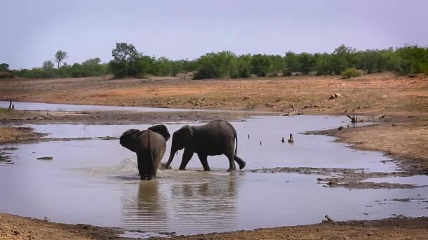 南アフリカのクルーガー国立公園で2頭の若いアフリカのブッシュゾウが水を渡っています — ストック動画