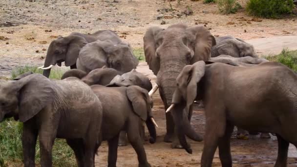 African Bush Elephant Herd Walking Front View Riverbank Kruger National — Stock Video