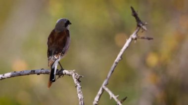 Güney Afrika 'daki Kruger Ulusal Parkı' nda, Laniiidae familyasından Specie Lanius Collurio 'nun doğal geçmişi olan kırmızı sırtlı Shrike erkeği.