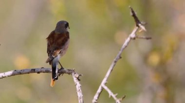 Güney Afrika 'daki Kruger Ulusal Parkı' nda, Laniiidae familyasından Specie Lanius Collurio 'nun doğal geçmişi olan kırmızı sırtlı Shrike erkeği.