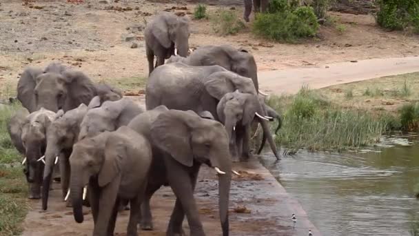 Afrikanische Buschelefantenherde Beim Spaziergang Flussufer Kruger Nationalpark Südafrika Art Loxodonta — Stockvideo