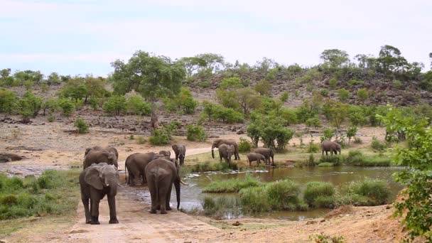 Afrikanische Buschelefantenherde Trinkt Flussufer Kruger Nationalpark Südafrika Familie Der Elefantenarten — Stockvideo