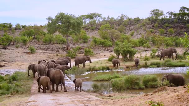 Afrikansk Buske Elefantbesättning Dricker Flodstranden Kruger National Park Sydafrika Specie — Stockvideo
