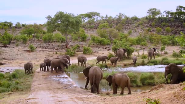 南アフリカのクルーガー国立公園の川岸で飲むアフリカのブッシュゾウの群れ ゾウ科のロコドンアフリカ家族 — ストック動画