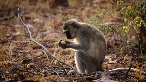 Vervet Apa Äta Frukt Kruger National Park Sydafrika Specie Chlorocebus — Stockvideo