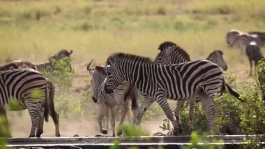 Güney Afrika 'daki Kruger Ulusal Parkı' ndaki su birikintisinde su içen zebra; Equidae ailesinden Specie Equus quagga burchellii