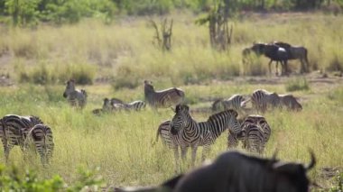 Güney Afrika 'daki Kruger Ulusal Parkı' nda arka planda kalan zebra ve mavi antilop grubu Equidae ailesinden Specie Equus quagga burchellii