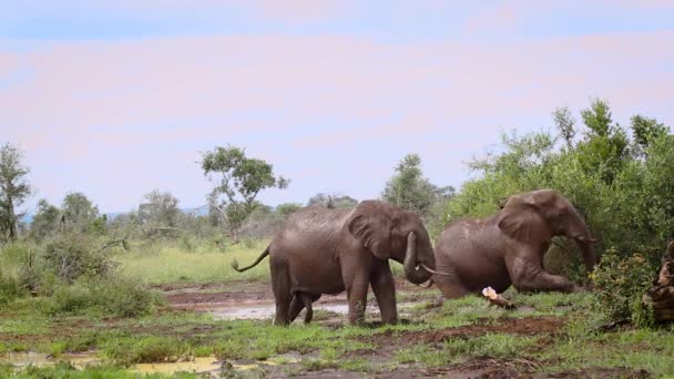 南アフリカのクルーガー国立公園でのアフリカのブッシュゾウの身づくろいと泥浴 — ストック動画