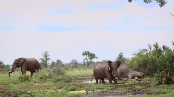 南非克鲁格国家公园的非洲灌木象的培养和泥浴 Elephantidae的Specie Loxodonta Africana家族 — 图库视频影像