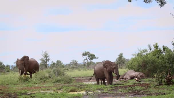 Güney Afrika Daki Kruger Ulusal Parkı Nda Afrika Çalı Fili — Stok video